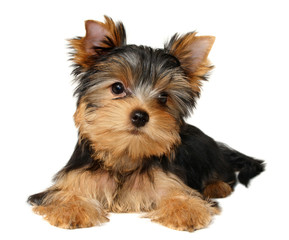 Puppy of the Yorkshire Terrier isolated on the white background