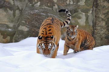 amur tiger with its young one