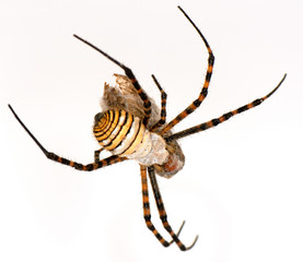 Spider and his victim