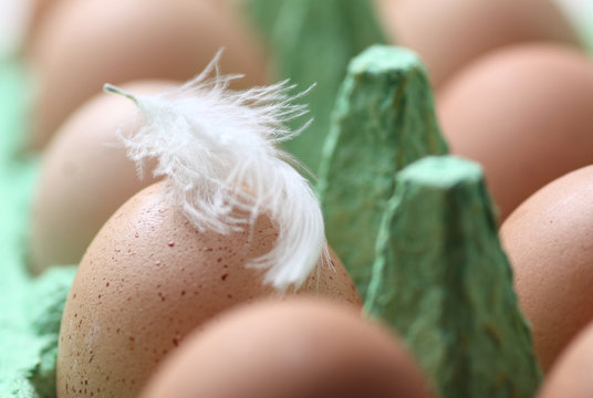 frische Eier