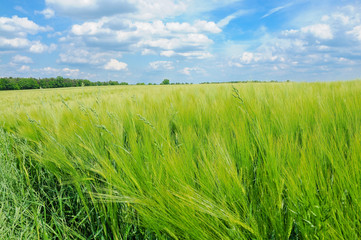 Getreidefeld im Sommer, Gerste, Landschaft