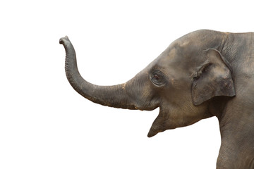 Junger Elefant freigestellt