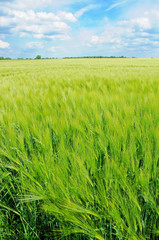 Getreidefeld im Sommer, Gerste, Landschaft