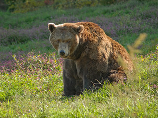 Fototapeta premium Big Brown Bear