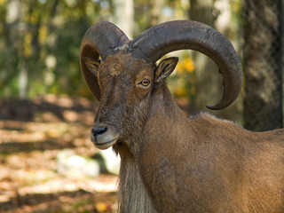Barbary Sheep Portrait
