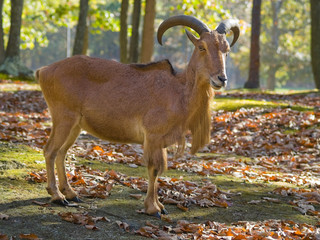 The Barbary Sheep