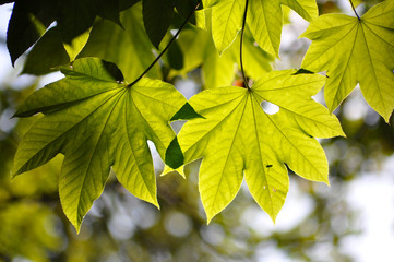 Herbst im Wald. Stimmung. Warm. Laub