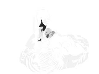 baby swan under mother's wing © Accent