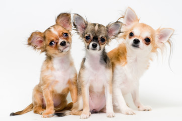 Three dogs of breed chihuahua on a neutral background