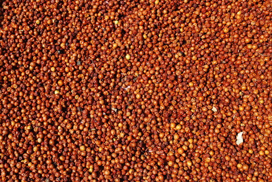 Jujubes s&eacute;chant au soleil