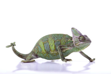 Obraz premium Chameleon isolated over white background