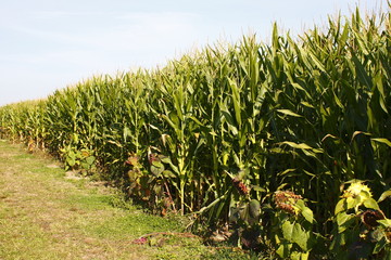 A corn field on a farm