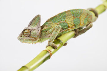 Obraz premium Chameleon isolated over white background