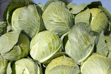 Obraz premium Stack of fresh cabbage
