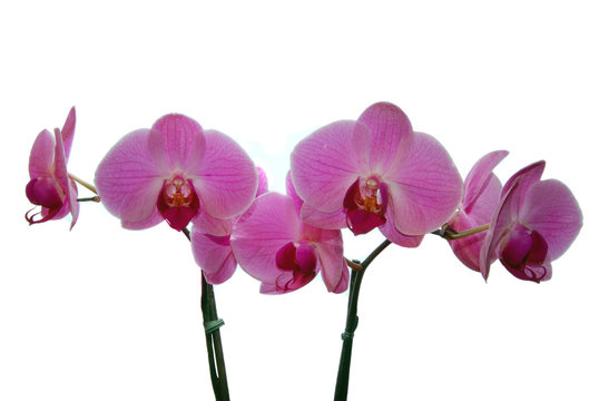 Orchideen