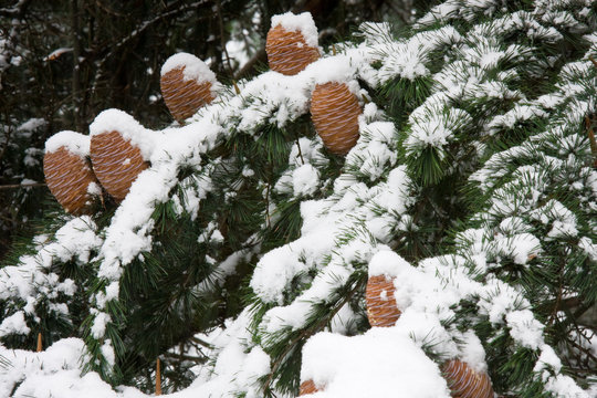 Pigne innevate
