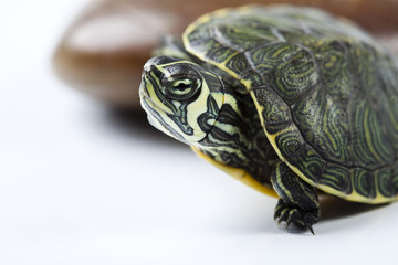 Carapace as a shield of turtle