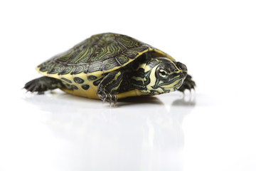 Turtle - isolated on white