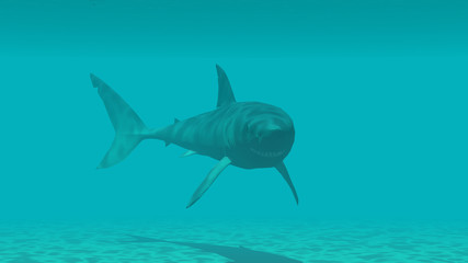 Hai auf Tuchfühlung