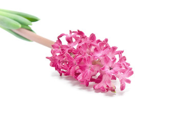 Pink hyacinth