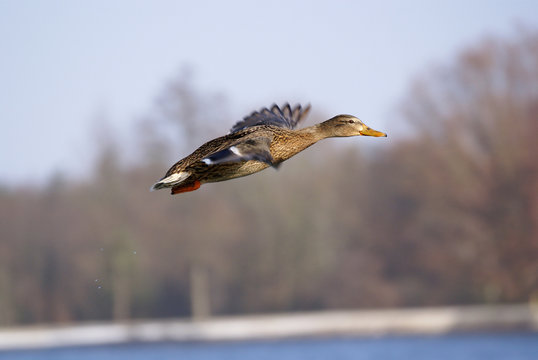 colvert