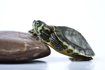 Obraz premium Slow turtle