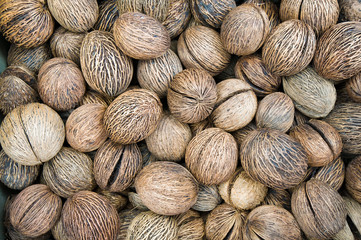 Bhudda palm, Pflanzensamen, fernöstlich