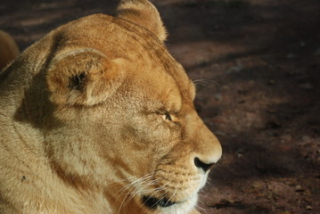 la lionne