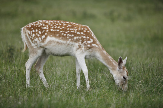 Female Fallow Deer