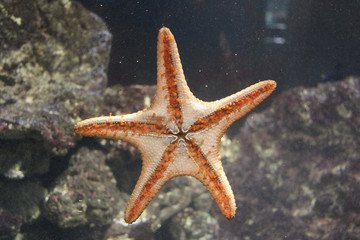 Orange starfish on glass