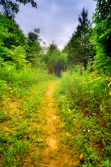 Fototapeta na wymiar Ścieżka w lesie