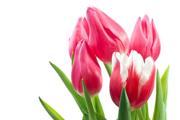 spring tulips isolated