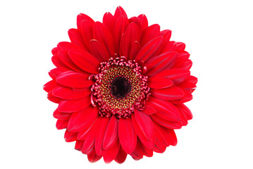 Red gerbera flower isolated
