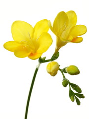 Freesia