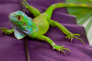 Iguana on Leaf