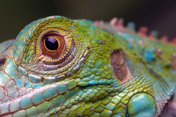 Iguana Eye