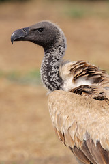 White-backed vulture (Gyps africanus), South Africa