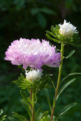 Pink aster