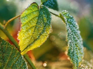 Closeup of frozen leaves