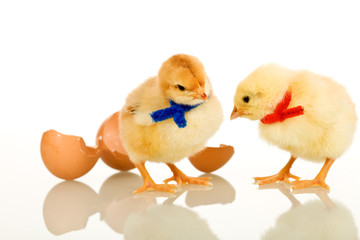Easter party baby chickens - isolated with reflection
