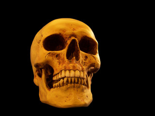 Menschlicher Sch&auml;del