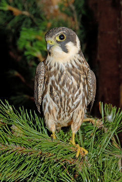 Baumfalke