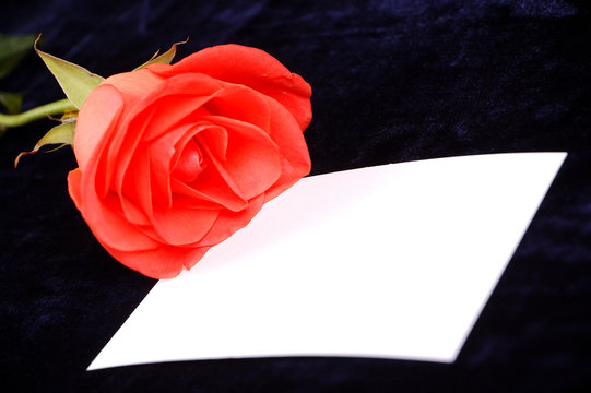 red rose