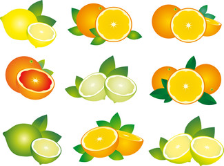 Citrus vector