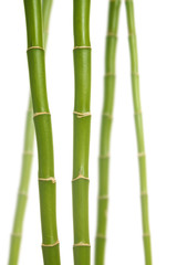 Bambus_2