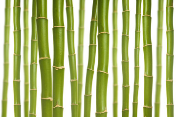 Fototapeta premium Bambus_1