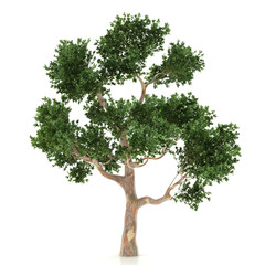 Tree isolated on a white background