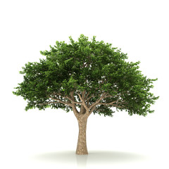 Tree isolated on a white background