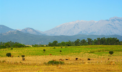 corse plaine orientale