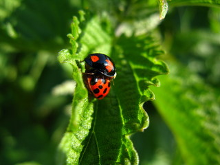 Obraz premium Marienkäfer